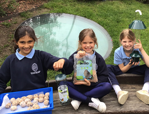 Eco Club – Bird Feeders