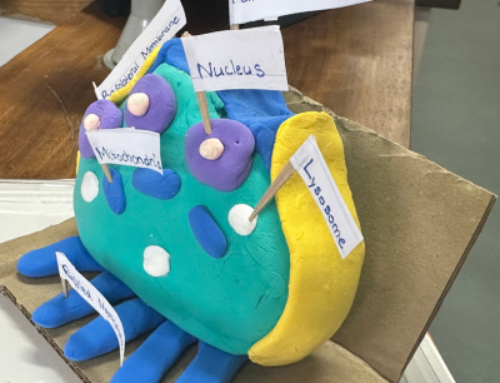 Year 7 Cell Models